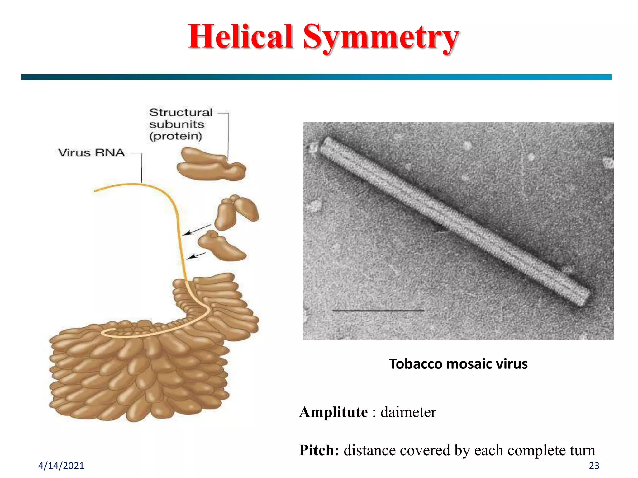 4/14/2021 23
Helical Symmetry
Tobacco mosaic virus
Amplitute : daimeter
Pitch: distance covered by each complete turn
 