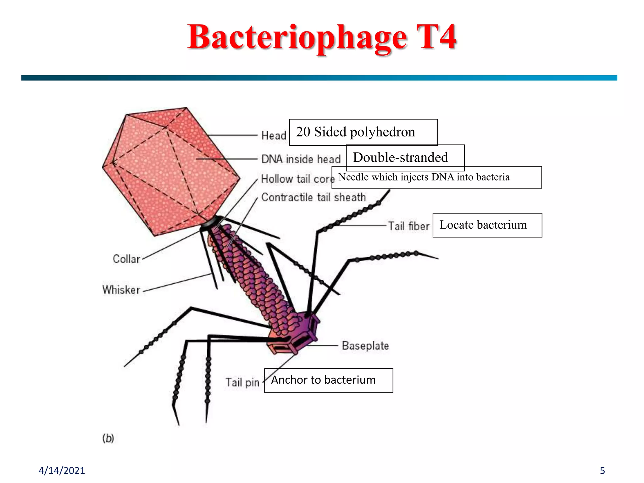4/14/2021 5
Bacteriophage T4
20 Sided polyhedron
Double-stranded
Locate bacterium
Anchor to bacterium
Needle which injects DNA into bacteria
 