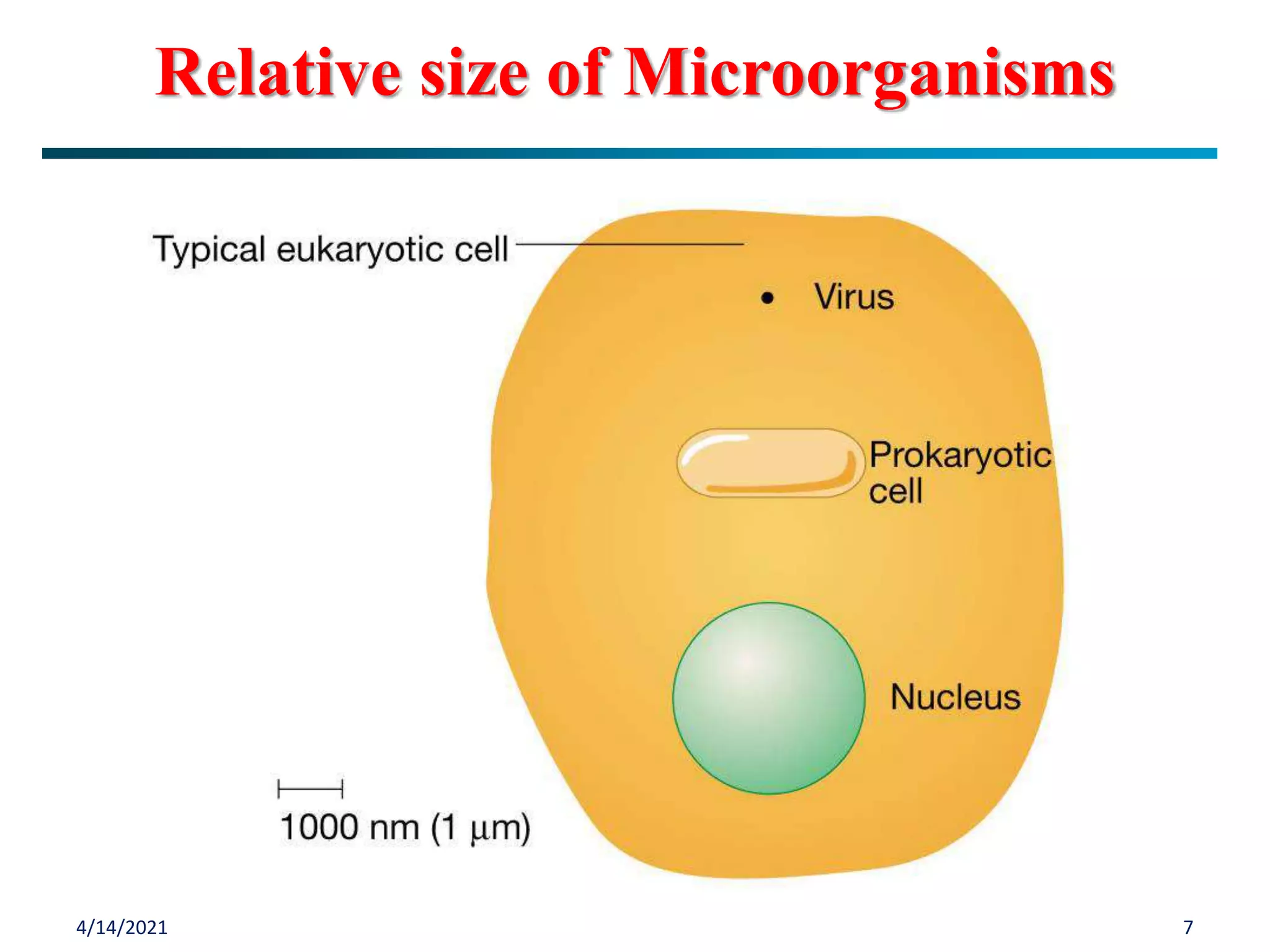 4/14/2021 7
Relative size of Microorganisms
 