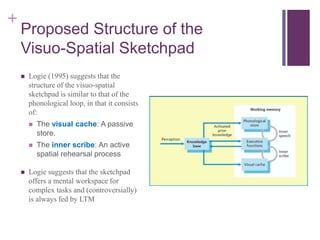 Visuospatial Processing Model Introduction to working memory | PPT