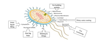 One big
loop
Slimy outer coating.
For
swimming
For building
protein
Sticking to
things
Inner
liquid
filling
 