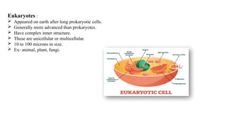 Eukaryotes :
 Appeared on earth after long prokaryotic cells.
 Generally more advanced than prokaryotes.
 Have complex inner structure.
 These are unicellular or multicellular.
 10 to 100 microns in size.
 Ex- animal, plant, fungi.
 