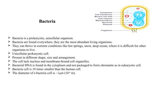  Bacteria is a prokaryotic, unicellular organism.
 Bacteria are found everywhere, they are the most abundant living organisms.
 They can thrive in extreme conditions like hot springs, snow, deep ocean, where it is difficult for other
organisms to live.
 Unicellular prokaryotic cell.
 Present in different shape, size and arrangement.
 The cell lack nucleus and membrane-bound cell organelles.
 Bacterial DNA is found in the cytoplasm and not packaged to form chromatin as in eukaryotic cell.
 Bacteria cell is 10 times smaller than the human cell.
 The diameter of a bacteria cell is ~1µm (10-6
m).
Bacteria
 