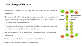 Morphology of Bacteria
 Morphology of bacteria cell not only tells the shape but also decides its
pathogenicity.
 The bacterial cell wall is made up of peptidoglycan (murein), which is a polymer of
sugars, alternating N-acetyl glucosamine (NAG) linked to N-acetyl muramic acid
(NAM) and amino acids peptide chain.
 Non-motile bacteria are types of bacteria that don’t have the capabilities or physical
makeup to move through their environment on their own.
 The size of bacteria can be averaged to 2 micrometres with a diameter of 0.5
micrometres.
 Bacteria are known to display a wide variety of size and shapes.
 They are about one-tenth the size of a eukaryotic cell.
 