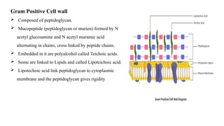 Gram Positive Cell wall
 Composed of peptidoglycan.
 Mucopeptide (peptidoglycan or murien) formed by N
acetyl glucosamine and N acetyl muramic acid
alternating in chains, cross linked by peptide chains.
 Embedded in it are polyalcohol called Teichoic acids.
 Some are linked to Lipids and called Lipoteichoic acid.
 Lipotechoic acid link peptidoglycan to cytoplasmic
membrane and the peptidoglycan gives rigidity
 
