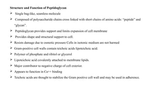 Structure and Function of Peptidoglycan
 Single bag-like, seamless molecule
 Composed of polysaccharide chains cross linked with short chains of amino acids: “peptide” and
“glycan”.
 Peptidoglycan provides support and limits expansion of cell membrane
 Provides shape and structural support to cell.
 Resists damage due to osmotic pressure Cells in isotonic medium are not harmed
 Gram-positive cell walls contain teichoic acids lipoteichoic acid.
 Polymer of phosphate and ribitol or glycerol
 Lipoteichoic acid covalently attached to membrane lipids.
 Major contributor to negative charge of cell exterior.
 Appears to function in Ca++ binding
 Teichoic acids are thought to stabilize the Gram positive cell wall and may be used in adherence.
 