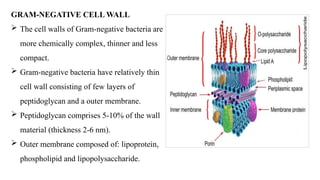 GRAM-NEGATIVE CELL WALL
 The cell walls of Gram-negative bacteria are
more chemically complex, thinner and less
compact.
 Gram-negative bacteria have relatively thin
cell wall consisting of few layers of
peptidoglycan and a outer membrane.
 Peptidoglycan comprises 5-10% of the wall
material (thickness 2-6 nm).
 Outer membrane composed of: lipoprotein,
phospholipid and lipopolysaccharide.
 
