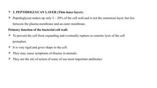  2. PEPTIDOGLYCAN LAYER (Thin inner layer):
 Peptidoglycan makes up only 5 – 20% of the cell wall and is not the outermost layer, but lies
between the plasma membrane and an outer membrane.
Primary function of the bacterial cell wall:
 To prevent the cell from expanding and eventually rupture or osmotic lysis of the cell
protoplast.
 It is very rigid and gives shape to the cell.
 They may cause symptoms of disease in animals.
 They are the site of action of some of our most important antibiotics
 