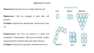 Spherical- Cocci:
Monococcus: bacteria exist as a single spherical cell
Diplococcus: Cells are arranged in pairs after cell
division.
Examples streptococcus pneumoniae, Enterococcus spp,
etc.
Streptococcus: the cocci are joined in a plane and
arranged in a chain pattern. These are non-motile, aerobic
and gram-positive bacteria that cause many diseases.
Examples Streptococcus pyogenes, Streptococcus bovis
 