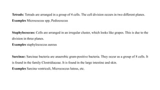 Tetrads: Tetrads are arranged in a group of 4 cells. The cell division occurs in two different planes.
Examples Micrococcus spp, Pediococcus
Staphylococcus: Cells are arranged in an irregular cluster, which looks like grapes. This is due to the
division in three planes.
Examples staphylococcus aureus
Sarcinae: Sarcinae bacteria are anaerobic gram-positive bacteria. They occur as a group of 8 cells. It
is found in the family Clostridiaceae. It is found in the large intestine and skin.
Examples Sarcina ventriculi, Micrococcus luteus, etc.
 