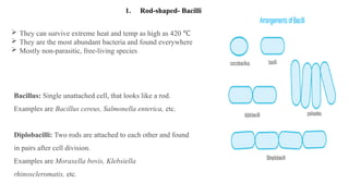  They can survive extreme heat and temp as high as 420 ℃
 They are the most abundant bacteria and found everywhere
 Mostly non-parasitic, free-living species
Bacillus: Single unattached cell, that looks like a rod.
Examples are Bacillus cereus, Salmonella enterica, etc.
Diplobacilli: Two rods are attached to each other and found
in pairs after cell division.
Examples are Moraxella bovis, Klebsiella
rhinoscleromatis, etc.
1. Rod-shaped- Bacilli
 