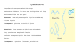Spiral bacteria:
These bacteria are spiral or helical in shape.
Based on the thickness, flexibility and motility of the cell, they
are further divided into two types:
Spirillum: These are gram-negative, rigid bacteria having
external flagella.
Examples are Spirillum, Helicobacter pylori
Spirochete: These bacteria are spiral, thin and flexible.
They have internal periplasmic flagella.
These are pathogenic species that cause various serious
diseases.
Examples are Leptospira, Treponema pallidum, etc.
 
