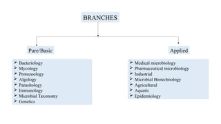 BRANCHES
Pure/Basic Applied
 Bacteriology
 Mycology
 Protozoology
 Algology
 Parasitology
 Immunology
 Microbial Taxonomy
 Genetics
 Medical microbiology
 Pharmaceutical microbiology
 Industrial
 Microbial Biotechnology
 Agricultural
 Aquatic
 Epidemiology
 