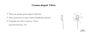  These are mostly gram-negative bacteria
 They are known to cause various foodborne diseases
 Examples are Vibrio cholerae, Vibrio
parahaemolyticus, etc.
Comma shaped- Vibrio
 
