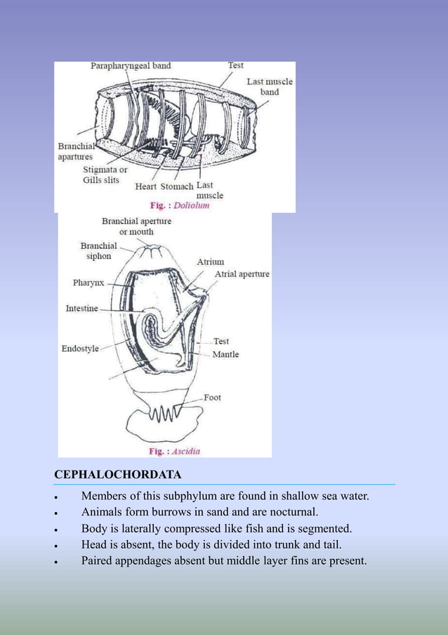 CHORDATA GENERAL CHARACTERS AND CLASSIFICATION visual data 4