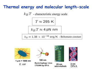 Thermal energy and molecular length-scale - Boltzmann constant - characteristic energy scale DNA 2 nm 25 nm microtubule E. coli 1   m = 1000 nm Bacteriophage virus   170.000 bp DNA   100 nm 
