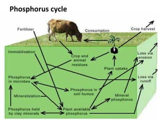 Phosphorus cycle
 