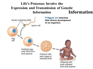 Life’s Processes Involve the
Expression and Transmission of Genetic
Information Information
 