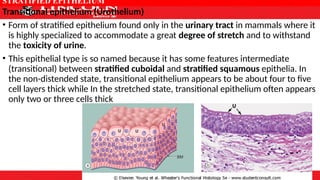 introductory histology.pptx