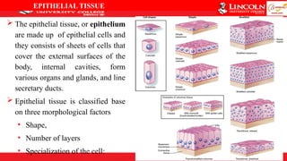 introductory histology.pptx