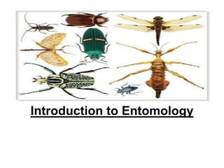 Introduction to Entomology
 