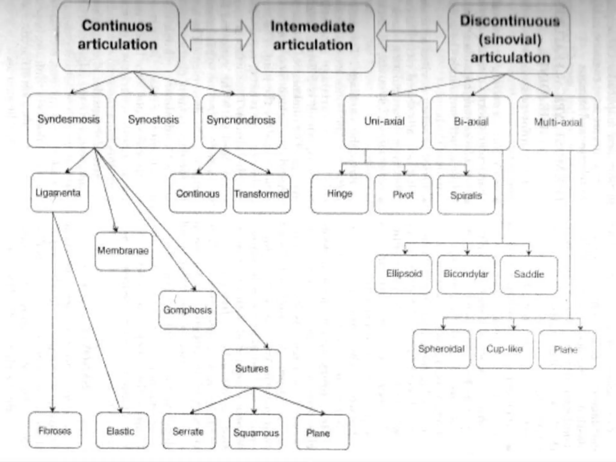 Introductory lecture. osteology (general data). the human skeleton, its ...