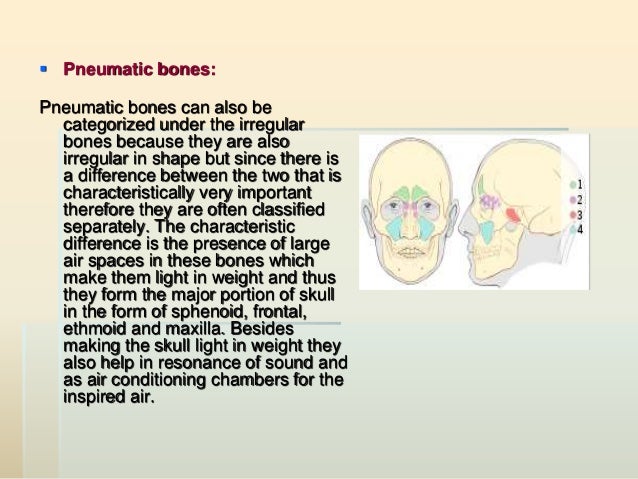 Introductory lecture. osteology (general data). the human skeleton, i…