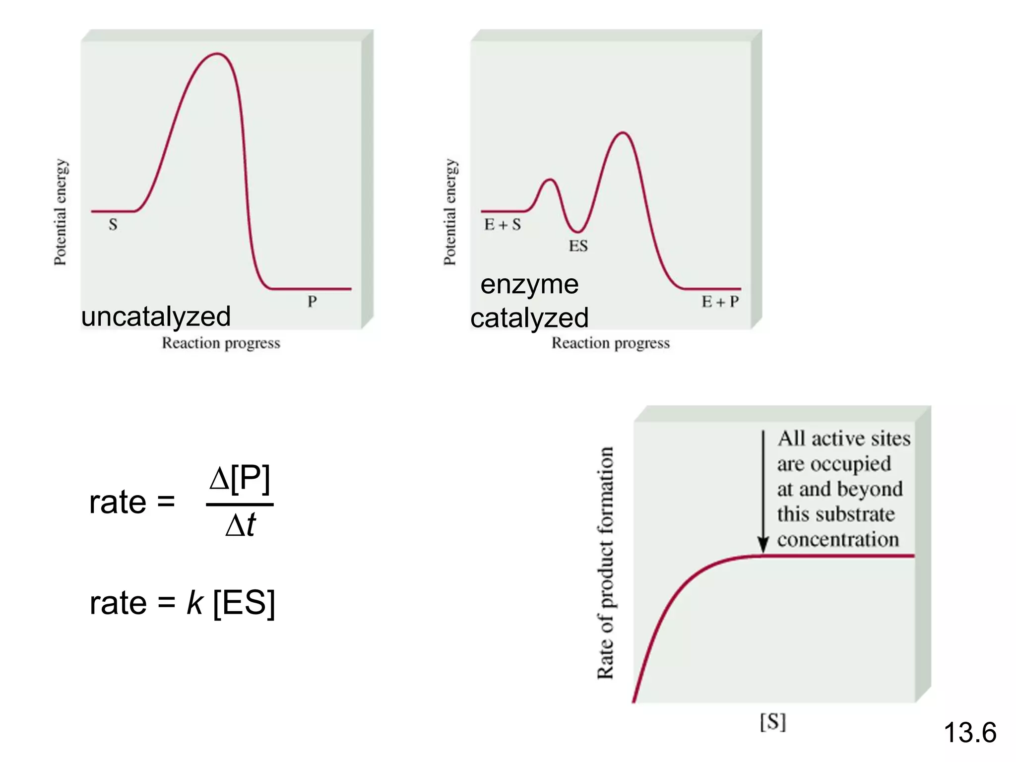 uncatalyzed
enzyme
catalyzed
13.6
rate =
D[P]
Dt
rate = k [ES]
 
