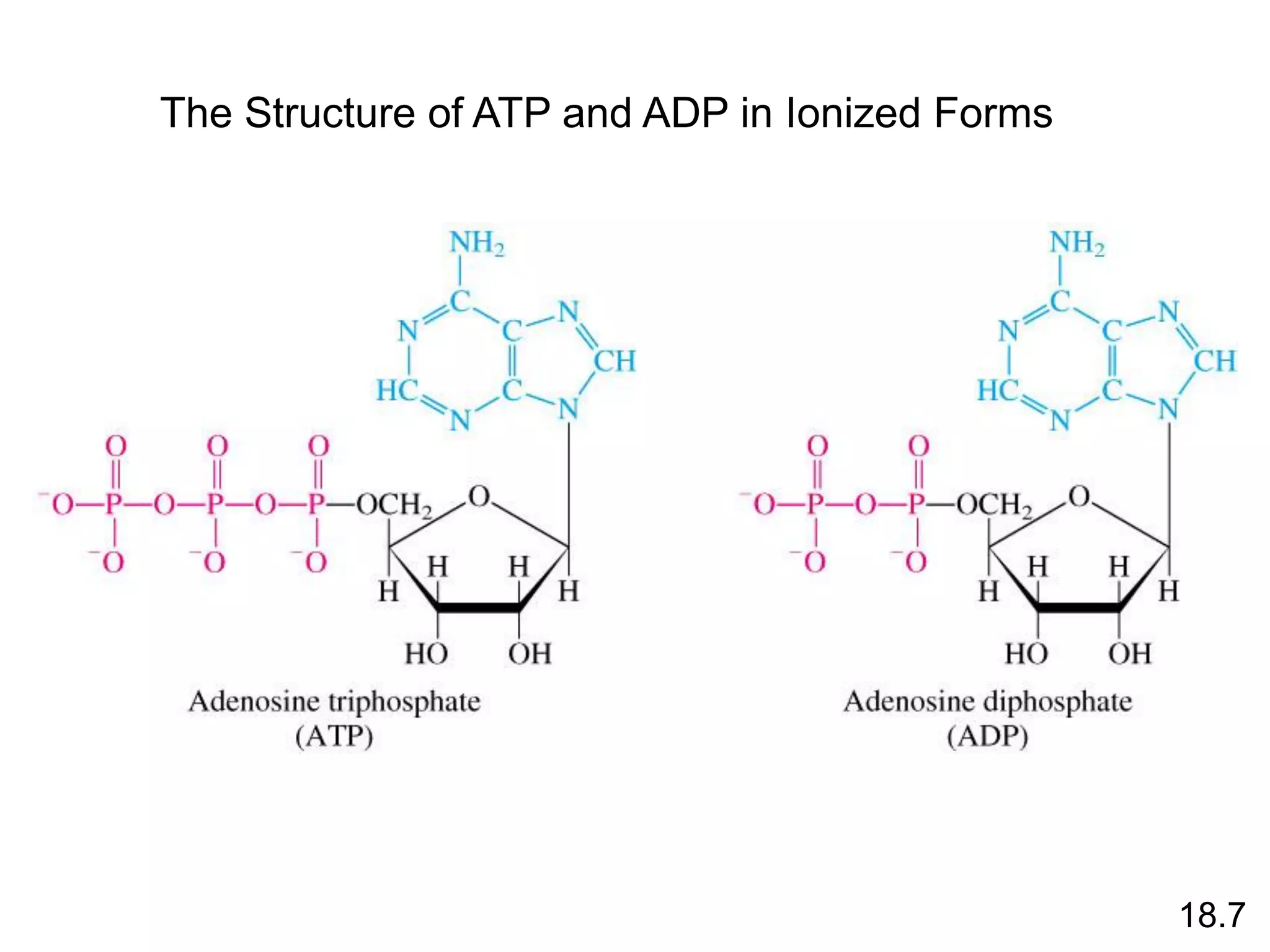 18.7
The Structure of ATP and ADP in Ionized Forms
 