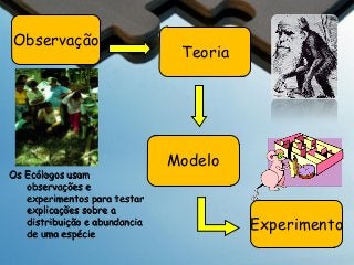 Observação

Os Ecólogos usam
observações e
experimentos para testar
explicações sobre a
distribuição e abundancia
de uma espécie

Teoria

Modelo

Experimento

 