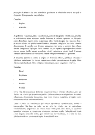 produção de fibras e de uma substância gelatinosa, a substância amorfa na qual os
elementos dérmicos estão mergulhados.
Camadas:
• Papilar
• Reticular
A epiderme, ou cutícula, não é vascularizada, consiste de epitélio estratificado, amolda-
se perfeitamente sobre a camada papilar da derme, e varia de espessura em diferentes
partes. Em alguns lugares como na palma da mão e planta dos pés, ela é espessa, dura e
de textura córnea. O epitélio estratificado da epiderme compõe-se de várias camadas
denominadas de acordo com diversas categorias, tais como o aspecto das células,
textura, composição e posição. Essas camadas são, de superficial para profundo: estrato
córneo, estrato lúcido, estrato granuloso, estrato espinhoso e estrato basal. O estrato
córneo é remanescente das células que contém uma proteína fibrosa, a queratina.
A epiderme penetra na derme e origina os folículos pilosos, glândulas sebáceas e
glândulas sudoríparas. Na derme encontramos ainda: músculo eretor de pêlo, fibras
elásticas (elasticidade), fibras colágenas (resistência), vasos sanguíneos e nervos.
Camadas:
• Basal
• Espinhosa
• Granulosa
• Lúcida
• Córnea
Sob a pele, há uma camada de tecido conjuntivo frouxo, o tecido subcutâneo, rico em
fibras e em células que armazenam gordura (células adiposas ou adipócitos). A camada
subcutânea, denominada hipoderme, atua como reserva energética, proteção contra
choques mecânicos e isolantes térmico.
Unhas e pêlos são constituídos por células epidérmicas queratinizadas, mortas e
compactadas. Na base da unha ou do pêlo há células que se multiplicam
constantemente, empurrando as células mais velhas para cima. Estas, ao acumular
queratina, morrem e se compactam, originando a unha ou o pêlo. Cada pêlo está ligado
a um pequeno músculo eretor, que permite sua movimentação, e a uma ou mais
glândulas sebáceas, que se encarregam de sua lubrificação.
 