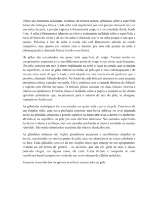 Unhas são estruturas achatadas, elásticas, de textura córnea, aplicadas sobre a superfície
dorsal das falanges distais. Cada unha está implantada por uma porção chamada raiz em
um sulco da pele; a porção exposta é denominada corpo e a extremidade distal, borda
livre. A unha é firmemente aderente ao cório e exatamente moldada sobre a superfície; a
parte de baixo do corpo e da raiz da unha é chamada matriz da unha porque é esta que a
produz. Próximo a raiz da unha o tecido não está firmemente aderido ao tecido
conjuntivo, mas apenas em contato com o mesmo; por isso esta porção da unha é
esbranquiçada e chamada lúnula devido a sua forma.
Os pêlos são encontrados em quase toda superfície do corpo. Variam muito em
comprimento, espessura e cor nas diferentes partes do corpo e nas várias raças humanas.
Um pêlo consiste em raiz (a parte implantada na pele) e haste (a porção que se projeta
da superfície). A raiz do pêlo termina no bulbo do pêlo que é mais esbranquiçado e de
textura mais mole do que a haste e está alojado em um canalículo da epiderme que o
envolve, chamado folículo do pêlo. No fundo de cada folículo encontra-se uma pequena
eminência cônica vascular ou papila. Ela é contínua com a camada dérmica do folículo
e suprida com fibrilas nervosas. O folículo piloso consiste em duas túnicas: externa e
interna ou epidérmica. O bulbo piloso é moldado sobre a papila e compõe-se de células
epiteliais poliédricas que, ao passarem para o interior da raiz do pêlo, se alongam,
tornando-se fusiformes.
As glândulas sudoríparas são encontradas em quase toda a parte da pele. Consistem de
um simples tubo, cuja parte profunda constitui uma bolsa esférica ou oval chamada
corpo da glândula, enquanto a porção superior ou ducto atravessa a derme e a epiderme,
abrindo-se na superfície da pele por uma abertura afunilada. Nas camadas superficiais
da derme o ducto é retilíneo, mas nas camadas profundas o ducto é enrolado ou mesmo
retorcido. São muito abundantes na palma das mãos e planta dos pés.
As glândulas sebáceas são órgãos glandulares pequenos e saculiformes alojados na
derme, encontradas em muitas partes da pele, mas em abundância no couro cabeludo e
na face. Cada glândula consiste de um simples ducto que emerge de um agrupamento
ovalado ou em forma de garrafa – os alvéolos, que são em geral de dois a cinco,
podendo chegar, em alguns casos, até vinte. Cada alvéolo é composto de uma
membrana basal transparente contendo um certo número de células epiteliais.
Esquema resumido dos receptores sensitivos encontrados na pele:
 