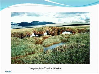 15/12/09 Vegetação – Tundra /Alaska 