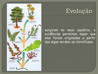    surgiram no meio aquático, e
    evidências permitem supor que
    elas foram originadas a partir
    das algas verdes: as clorofíceas.
 