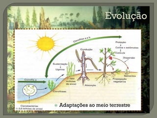    Adaptações ao meio terrestre
 