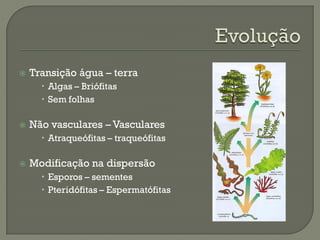    Transição água – terra
       Algas – Briófitas
       Sem folhas

   Não vasculares – Vasculares
       Atraqueófitas – traqueófitas

   Modificação na dispersão
       Esporos – sementes
       Pteridófitas – Espermatófitas
 