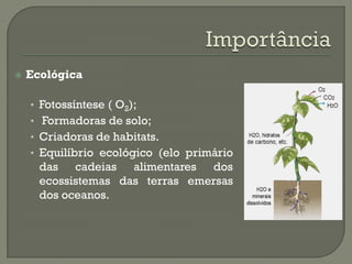    Ecológica

    • Fotossíntese ( O2);
    • Formadoras de solo;
    • Criadoras de habitats.
    • Equilíbrio ecológico (elo primário
      das cadeias alimentares dos
      ecossistemas das terras emersas
      dos oceanos.
 