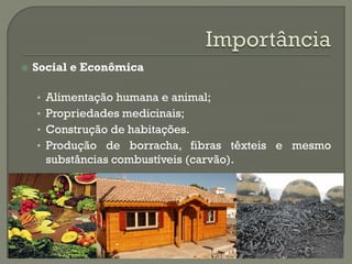    Social e Econômica

    • Alimentação humana e animal;
    • Propriedades medicinais;
    • Construção de habitações.
    • Produção de borracha, fibras têxteis e mesmo
      substâncias combustíveis (carvão).
 