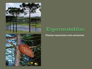 Plantas vasculares com sementes
 