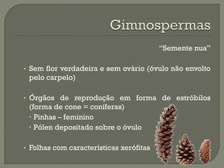 “Semente nua”

• Sem flor verdadeira e sem ovário (óvulo não envolto
 pelo carpelo)

• Órgãos de reprodução em forma de estróbilos
 (forma de cone = coníferas)
  Pinhas – feminino
  Pólen depositado sobre o óvulo

• Folhas com características xerófitas
 