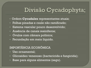 • Ordem Cycadales representantes atuais;
• Folhas pinadas e caule não ramificado;
• Sistema vascular pouco desenvolvido;
• Ausência de canais resiníferos;
• Óvulos com câmara polínica;
• Fecundação em meio líquido.


IMPORTÂNCIA ECONÔMICA
• Uso ornamental;
• Glicosídeo venenoso (bactericida e fungicida);
• Base para alguns alimentos (sagu).
 