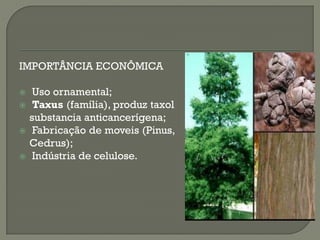 IMPORTÂNCIA ECONÔMICA

    Uso ornamental;
    Taxus (família), produz taxol
    substancia anticancerígena;
    Fabricação de moveis (Pinus,
    Cedrus);
    Indústria de celulose.
 
