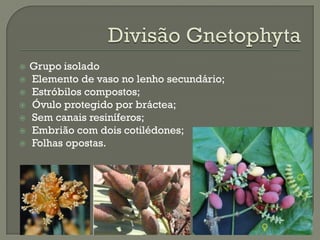    Grupo isolado
   Elemento de vaso no lenho secundário;
   Estróbilos compostos;
   Óvulo protegido por bráctea;
   Sem canais resiníferos;
   Embrião com dois cotilédones;
   Folhas opostas.
 