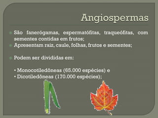   São fanerógamas, espermatófitas, traqueófitas, com
    sementes contidas em frutos;
   Apresentam raiz, caule, folhas, frutos e sementes;

   Podem ser divididas em:

    • Monocotiledôneas (65.000 espécies) e
    • Dicotiledôneas (170.000 espécies);
 