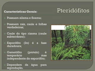 Características Gerais:

   Possuem xilema e floema;

   Possuem raiz, caule e folhas
    verdadeiras;

   Caule do tipo rizoma (caule
    subterrâneo);

   Esporófito (2n)   é   a   fase
    duradoura;

   Gametófito    (protalo)    é
    temporário              mas
    independente do esporófito;

   Dependem da       água    para
    reprodução.
 