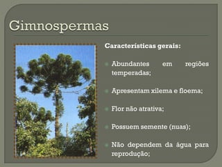 Características gerais:

   Abundantes       em   regiões
    temperadas;

   Apresentam xilema e floema;

   Flor não atrativa;

   Possuem semente (nuas);

   Não dependem da água para
    reprodução;
 
