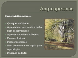 Características gerais:


   Qualquer ambiente;
   Apresentam raíz, caule e folha
    bem desenvolvidos;
   Apresentam xilema e floema;
   Flores coloridas;
   Possuem semente;
   Não dependem da água para
    reprodução;
   Presença de fruto;
 