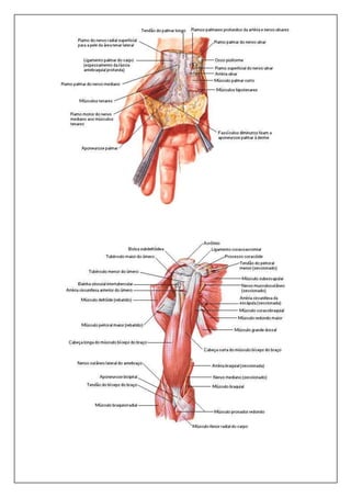 Músculos do Braço - Vista Anterior 
Dissecação Superficial 
