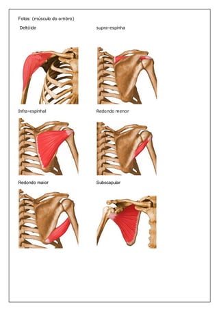 Fotos: (músculo do ombro) 
Deltóide supra-espinha 
Infra-espinhal Redondo menor 
Redondo maior Subscapular 
 