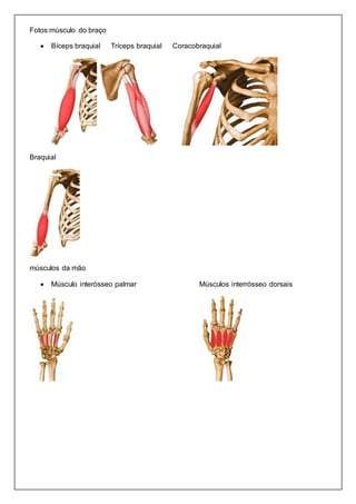 Fotos:músculo do braço 
 Bíceps braquial Tríceps braquial Coracobraquial 
Braquial 
músculos da mão 
 Músculo interósseo palmar Músculos interrósseo dorsais 
 